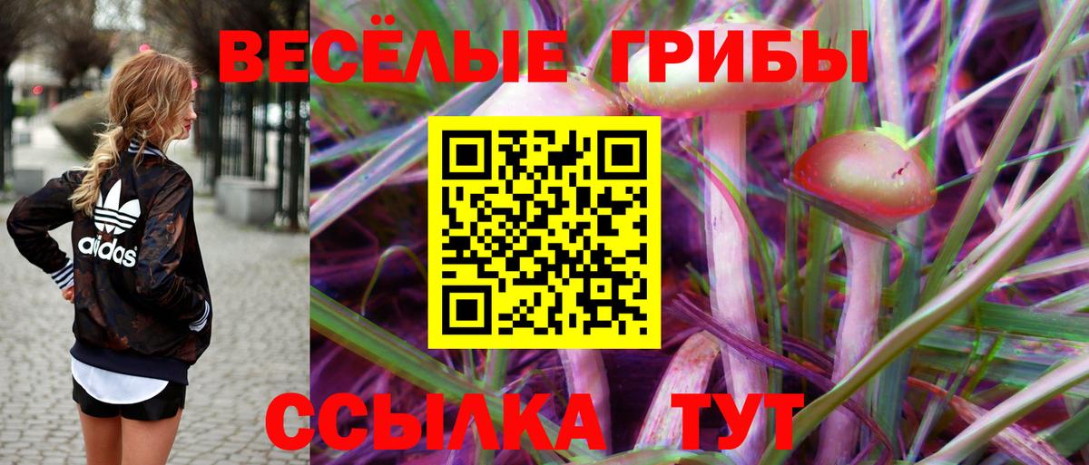 Галлюциногенные грибы Psilocybe Новоалександровск